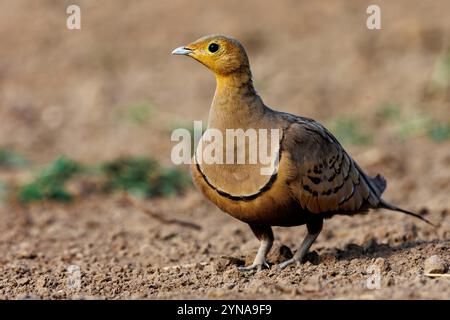 Kenia, Shompole Community, Shompole Wildnis, Kastanienbauchhuhn (Pterocles exustus), erwachsener männlicher Mann, in der Nähe eines Teichs Stockfoto