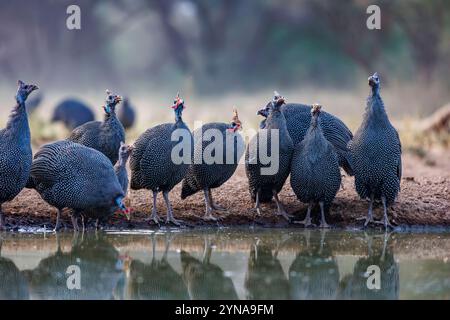 Kenia, Shompole Community, Shompole Wildnis, numidisches Perlhühnchen (Numida meleagris), in der Nähe eines Teichs Stockfoto
