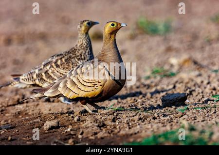 Kenia, Shompole Community, Shompole Wildnis, Kastanienbauchhuhn (Pterocles exustus), Erwachsene männlich und weiblich, in der Nähe eines Teichs Stockfoto