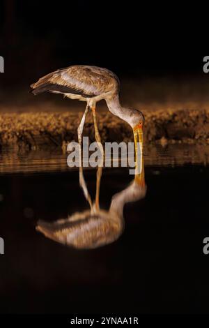 Kenia, Shompole Community, Shompole Wildnis, buschige Savannenlandschaft, Gelbschnabelstorch (Mycteria ibis) in der Nacht, auf der Suche nach Essen in einem Teich Stockfoto