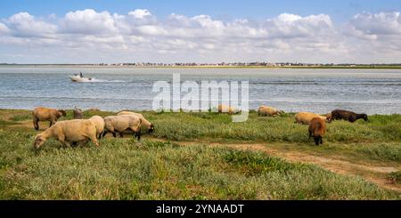 Frankreich, Somme, Baie de Somme, Saint-Valery-sur-Somme, Cap Hornu, SLES moutons de pré-salé dans les mollières (Salzwiesen) Stockfoto
