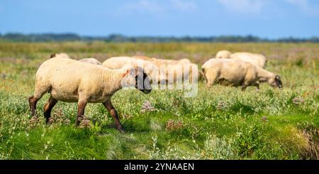 Frankreich, Somme, Baie de Somme, Saint-Valery-sur-Somme, Cap Hornu, SLES moutons de pré-salé dans les mollières (Salzwiesen) Stockfoto