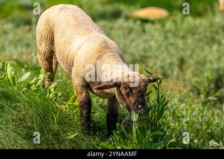 Frankreich, Somme, Baie de Somme, Saint-Valery-sur-Somme, Cap Hornu, SLES moutons de pré-salé dans les mollières (Salzwiesen) Stockfoto