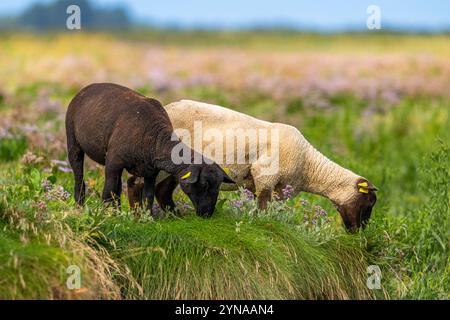 Frankreich, Somme, Baie de Somme, Saint-Valery-sur-Somme, Cap Hornu, SLES moutons de pré-salé dans les mollières (Salzwiesen) Stockfoto