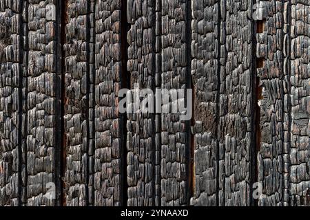 Gebrannte Holzdielen Makrostruktur an einem hellen sonnigen Tag. Detaillierter Hintergrund von verkohlten Holzbrettern. Verbrannte vertikale Holzdiele. Stockfoto