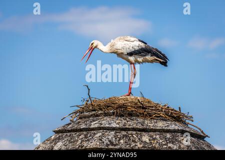 Frankreich, Charente-Maritime, Saintonge, Brouage, beschriftet Les Plus Beaux Villages de France, ein Störch hat sein Nest auf einem Turm der Befestigungsanlagen errichtet, Weißstörche (Ciconia ciconia), die seit 1978 in der Region brüten, kommen nach dem Elsass an zweiter Stelle für den Empfang von Störchen Stockfoto