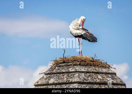 Frankreich, Charente-Maritime, Saintonge, Brouage, beschriftet Les Plus Beaux Villages de France, ein Störch hat sein Nest auf einem Turm der Befestigungsanlagen errichtet, Weißstörche (Ciconia ciconia), die seit 1978 in der Region brüten, kommen nach dem Elsass an zweiter Stelle für den Empfang von Störchen Stockfoto