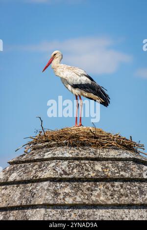 Frankreich, Charente-Maritime, Saintonge, Brouage, beschriftet Les Plus Beaux Villages de France, ein Störch hat sein Nest auf einem Turm der Befestigungsanlagen errichtet, Weißstörche (Ciconia ciconia), die seit 1978 in der Region brüten, kommen nach dem Elsass an zweiter Stelle für den Empfang von Störchen Stockfoto