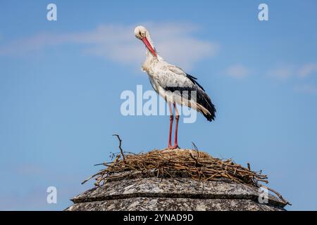 Frankreich, Charente-Maritime, Saintonge, Brouage, beschriftet Les Plus Beaux Villages de France, ein Störch hat sein Nest auf einem Turm der Befestigungsanlagen errichtet, Weißstörche (Ciconia ciconia), die seit 1978 in der Region brüten, kommen nach dem Elsass an zweiter Stelle für den Empfang von Störchen Stockfoto