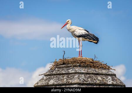 Frankreich, Charente-Maritime, Saintonge, Brouage, beschriftet Les Plus Beaux Villages de France, ein Störch hat sein Nest auf einem Turm der Befestigungsanlagen errichtet, Weißstörche (Ciconia ciconia), die seit 1978 in der Region brüten, kommen nach dem Elsass an zweiter Stelle für den Empfang von Störchen Stockfoto