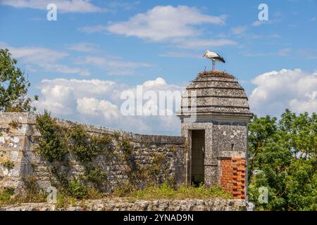 Frankreich, Charente-Maritime, Saintonge, Brouage, beschriftet Les Plus Beaux Villages de France, ein Störch hat sein Nest auf einem Turm der Befestigungsanlagen errichtet, Weißstörche (Ciconia ciconia), die seit 1978 in der Region brüten, kommen nach dem Elsass an zweiter Stelle für den Empfang von Störchen Stockfoto