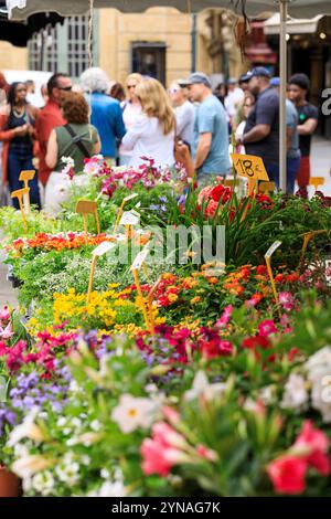 Frankreich, Bouches du Rhone (13), Aix en Provence, Place de l'Hotel de Ville, marche aux Fleurs, Touristen, Croisieristes en Visite dans le Centre Ville Stockfoto