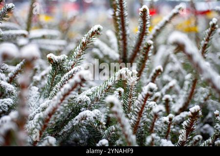 Weihnachtsbaumzweige und Nadeln Textur Hintergrund Stockfoto
