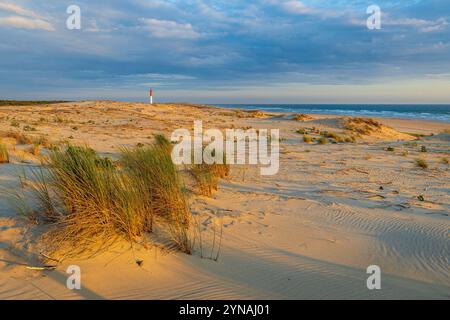 Frankreich, Charente-Maritime, die Côte Sauvage, Pointe de la Coubre, La Tremblade, die Dünen des Strandes Vieux Phare und der Leuchtturm der Coubre unten Stockfoto