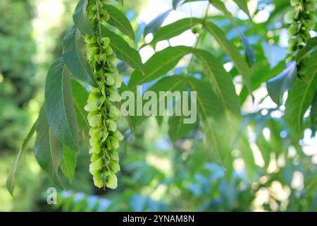 Charakteristische Früchte der kaukasischen Flügelnuss. Pterocarya fraxinifolia im Park im Sommer. Grüne Blätter und Samen im Garten. Stockfoto