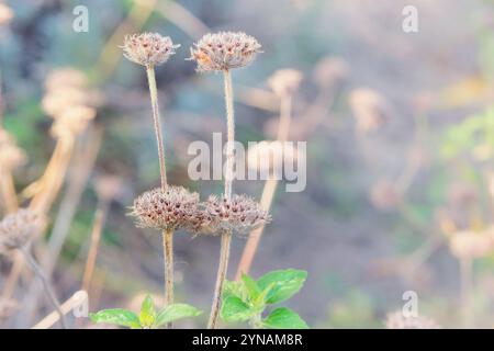 Clinopodium vulgare wächst im Garten. Saatguternte im Herbst. Ländlicher Garten. Natur floraler Hintergrund. Stockfoto