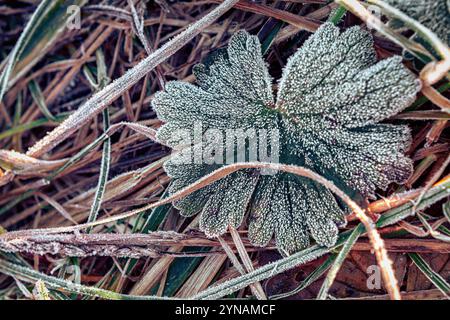 Aus nächster Nähe sehen Sie ein frostbedecktes Blatt, das auf Gras liegt und die Schönheit der frühen Kälte und die zarten Details der Natur einfängt. Stockfoto