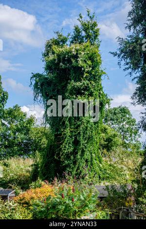 Baum erstickt von russischer Rebe (Fallopia baldschuanica) am Bahndamm, London, Großbritannien Stockfoto