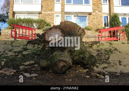 Großer Baumstumpf an der Themse Stockfoto