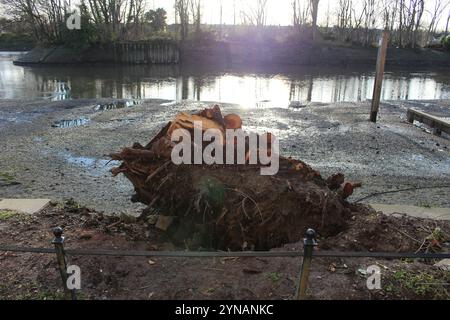 Großer Baumstumpf an der Themse Stockfoto