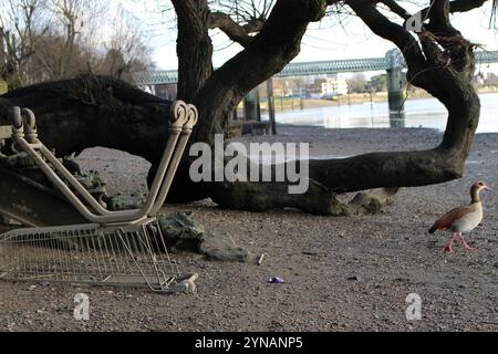 Umgedrehter Einkaufswagen an der Themse, Strand-on-the-Green Stockfoto