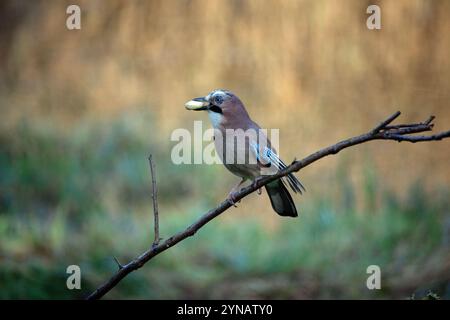 Eurasischer Jay mit Erdnuss im Schnabel, der auf einem Zweig sitzt Stockfoto