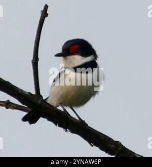 Wehenauge (Platysteira cyanea) Stockfoto