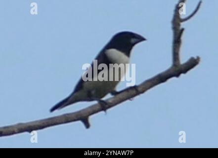 Magpie Mannikin (Spermestes fringilloides) Stockfoto