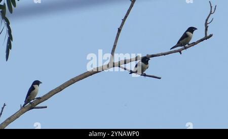 Magpie Mannikin (Spermestes fringilloides) Stockfoto