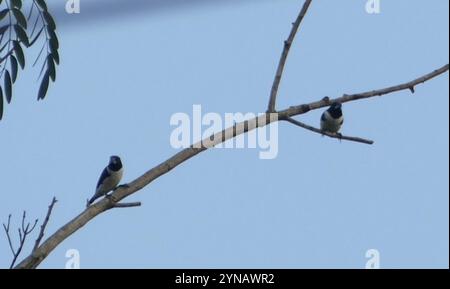 Magpie Mannikin (Spermestes fringilloides) Stockfoto