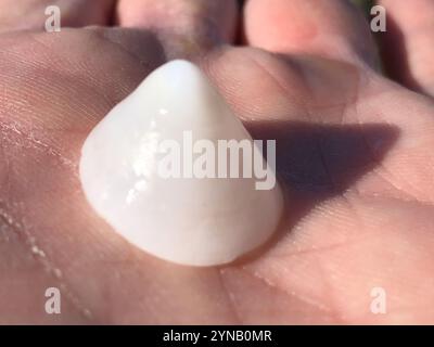 Whitecap Limpet (Acmaea mitra) Stockfoto