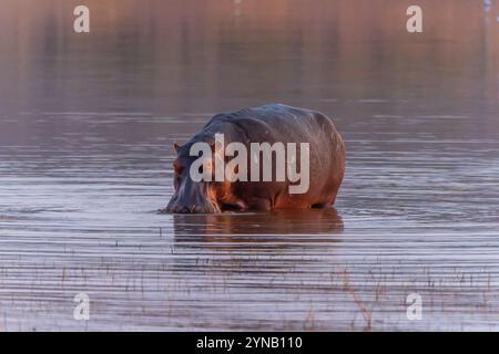 Hippopotamus (Hippopotamus amphibius) in einem Wasserloch. Obwohl diese Tiere gesellig sind und oft in großen Gruppen leben, sind sie keine sehr sozialen ani Stockfoto