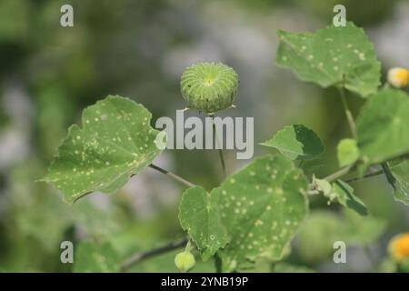 Indische Malve (Abutilon indicum) Stockfoto