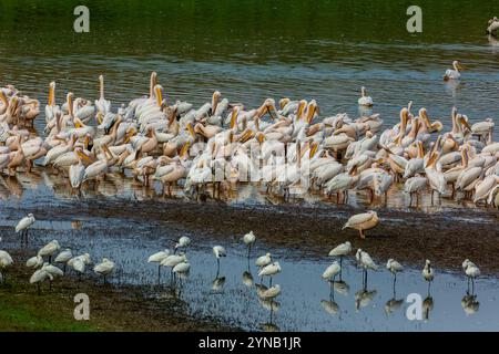 Eine große Herde des Großen Weißen Pelikans (Pelecanus onocrotalus), auch bekannt als der östliche Weiße Pelikan dieser Vogel lebt in großen Kolonien in Afrika und Stockfoto