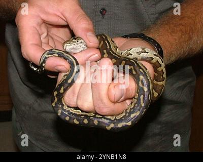 Südafrikanischer Python (Python natalensis) Stockfoto