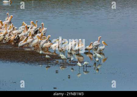 Eine große Herde des Großen Weißen Pelikans (Pelecanus onocrotalus), auch bekannt als der östliche Weiße Pelikan dieser Vogel lebt in großen Kolonien in Afrika und Stockfoto