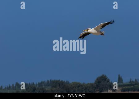 Eine große Herde des Großen Weißen Pelikans (Pelecanus onocrotalus), auch bekannt als der östliche Weiße Pelikan dieser Vogel lebt in großen Kolonien in Afrika und Stockfoto