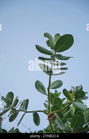 Calotropis procera ist eine blühende Pflanzenart in der Familie Apocynacene die reifen Samen werden durch Wind verteilt. Die grünen Früchte enthalten einen giftigen Mi Stockfoto