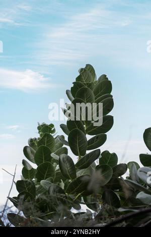 Calotropis procera ist eine blühende Pflanzenart in der Familie Apocynacene die reifen Samen werden durch Wind verteilt. Die grünen Früchte enthalten einen giftigen Mi Stockfoto