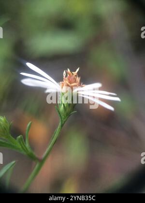 Haarige weiße oldfield Aster (Symphyotrichum pilosum) Stockfoto