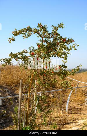 Crataegus monogyna, auch bekannt als gewöhnlicher Weißdorn, einsamtiger Weißdorn oder einsamtiger Weißdorn, ist eine Art blühender Pflanze aus der Rosenfamilie Rosacea Stockfoto