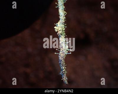 Schwefelstoppelflechte (Chaenotheca furfurfuracea) Stockfoto