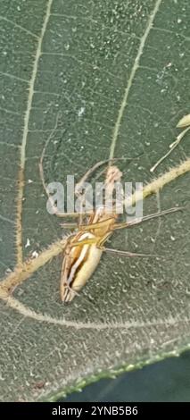 Lean Lynx Spider (Oxyopes macilentus) Stockfoto