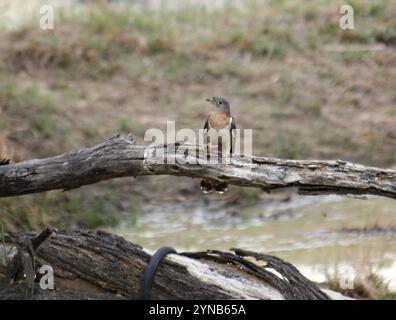 Kuckuck mit roter Brust (Cuculus solitarius) Stockfoto