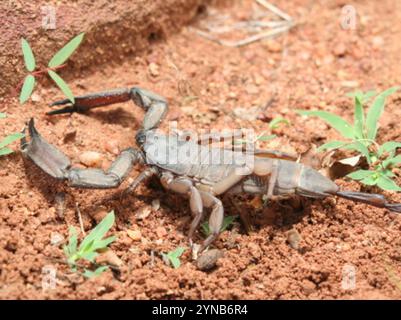 Flache Felsen Scorpion (Hadogenes Troglodytes) Stockfoto