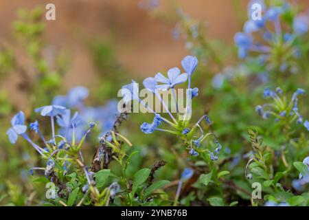 Blaue Blüten einer Kap-Bleikraut-Blüte (Plumbago capensis). Plumbago ist eine Gattung von 10–20 blühenden Pflanzen der Familie Plumbaginaceae, na Stockfoto