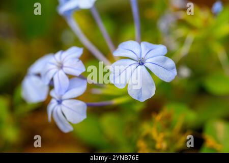 Blaue Blüten einer Kap-Bleikraut-Blüte (Plumbago capensis). Plumbago ist eine Gattung von 10–20 blühenden Pflanzen der Familie Plumbaginaceae, na Stockfoto