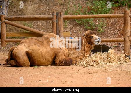 Baktrisches Kamel (Camelus ferus), das in Gefangenschaft fotografiert wurde dieses Kamel ist in den Steppen Zentralasiens heimisch. Es hat zwei Buckel im Gegensatz dazu Stockfoto