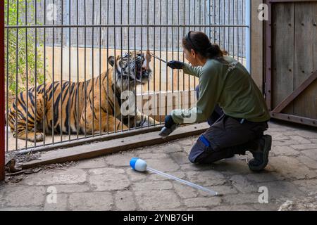 Ramat Gan Safri Zoo Keeper durchläuft Zieltraining für die Haltung eines Sumatra-Tigers Panthera tigris sondaica, eine Technik, bei der ein Ball auf dem en verwendet wird Stockfoto