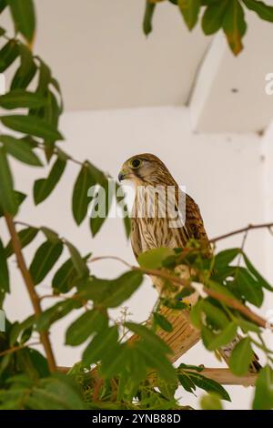 Stationärer gewöhnlicher Falke (Falco tinnunculus), عوسق, bevor er wieder in die Natur zurückkehrte, auch bekannt als Europäischer Falke, Eurasischer Falke oder Alte Welt Stockfoto